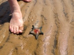 I hope this starfish will be o.k. until the tide comes in.