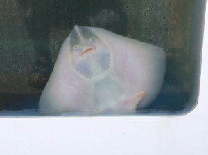 The underside of this stingray caught my eye.  I don't believe he knows his fate...
